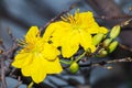 Macro a ochna integerrima integerrima branch, the flowers of traditional Vietnamese new year Royalty Free Stock Photo